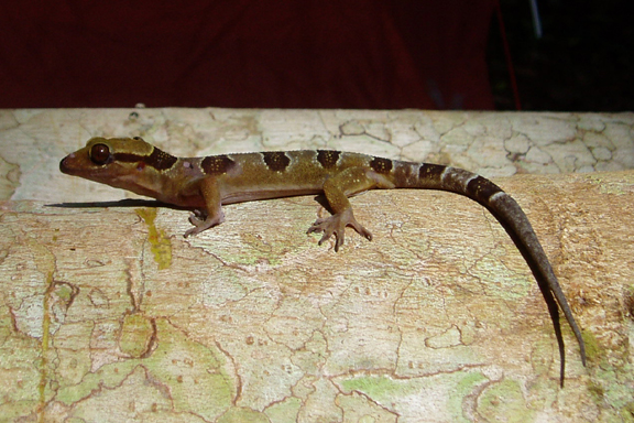 Hemidactylus fasciatus